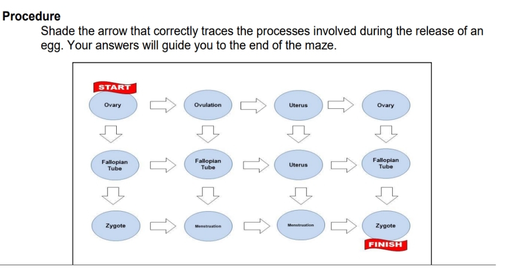 Procedure 
Shade the arrow that correctly traces the processes involved during the release of an 
egg. Your answers will guide you to the end of the maze.