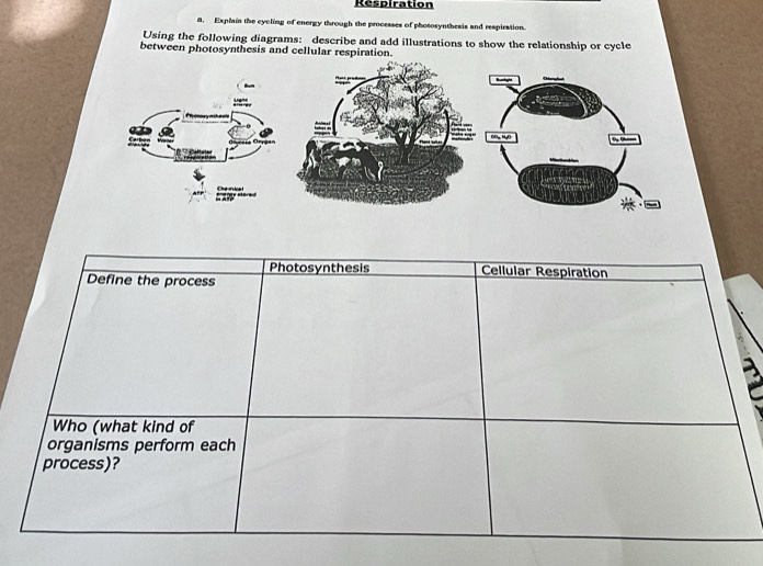 Respiration 
a. Explain the cycling of energy through the processes of phososynthesis and respiration. 
Using the following diagrams: describe and add illustrations to show the relationship or cycle 
between photosynthesis and cellular respiration.