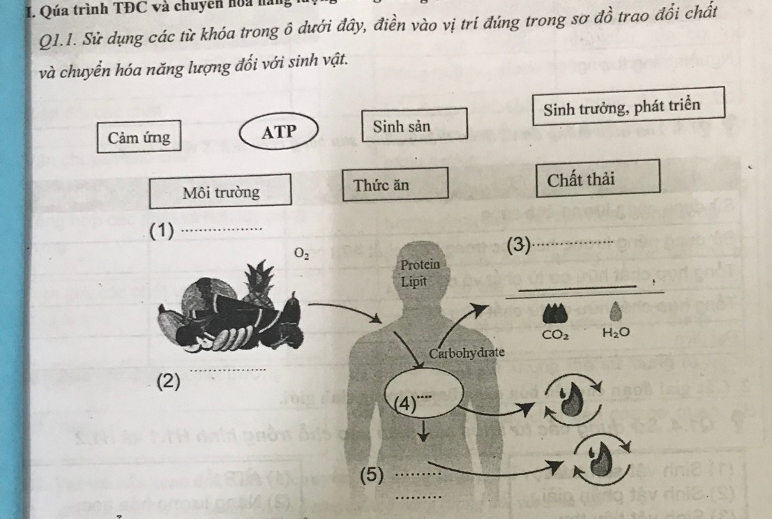 Qúa trình TĐC và chuyên hoa hài 
Q1.1. Sử dụng các từ khóa trong ô dưới đây, điền vào vị trí đúng trong sơ đồ trao đổi chất 
và chuyển hóa năng lượng đối với sinh vật. 
Cảm ứng ATP Sinh sản Sinh trưởng, phát triển 
Môi trường Thức ăn Chất thải 
(1)_
O_2
(3)_ 
Protein 
_ 
Lipit _,
CO_2 H_2O
Carbohydrate 
(2) 
_
(4)^·s 
(5) 
_