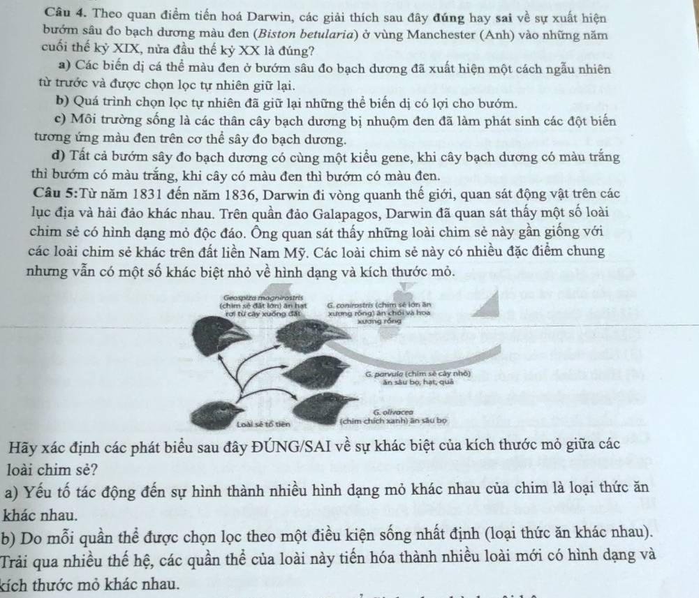 Theo quan điểm tiến hoá Darwin, các giải thích sau đây đúng hay sai về sự xuất hiện
bướm sâu đo bạch dương màu đen (Biston betularia) ở vùng Manchester (Anh) vào những năm
cuối thế kỷ XIX, nửa đầu thế kỷ XX là đúng?
a) Các biến dị cá thể màu đen ở bướm sâu đo bạch dương đã xuất hiện một cách ngẫu nhiên
từ trước và được chọn lọc tự nhiên giữ lại.
b) Quá trình chọn lọc tự nhiên đã giữ lại những thể biến dị có lợi cho bướm.
c) Môi trường sống là các thân cây bạch dương bị nhuộm đen đã làm phát sinh các đột biến
tương ứng màu đen trên cơ thể sây đo bạch dương.
d) Tất cả bướm sây đo bạch dương có cùng một kiểu gene, khi cây bạch dương có màu trắng
thì bướm có màu trắng, khi cây có màu đen thì bướm có màu đen.
Câu 5:Từ năm 1831 đến năm 1836, Darwin đi vòng quanh thế giới, quan sát động vật trên các
lục địa và hải đảo khác nhau. Trên quần đảo Galapagos, Darwin đã quan sát thấy một số loài
chim sẻ có hình dạng mỏ độc đáo. Ông quan sát thấy những loài chim sẻ này gần giống với
các loài chim sẻ khác trên đất liền Nam Mỹ. Các loài chim sẻ này có nhiều đặc điểm chung
nhưng vẫn có một số khác biệt nhỏ về hình dạng và kích thước mỏ.
Geospiza magnirostris
(chim sẽ đặt lớn) ăn hạt G. conirostris (chim sẻ lớn ăn
rơi từ cây xuống đấi xương rồng) ăn chối và hoa
xương róng
G. parvula (chim sẽ cây nhỏ)
ăn sâu bộ, hạt, quả
G. olivacea
Loài sẻ tổ tiên (chim chích xanh) ăn sâu bọ
Hãy xác định các phát biểu sau đây ĐÚNG/SAI về sự khác biệt của kích thước mỏ giữa các
loài chim sẻ?
a) Yếu tố tác động đến sự hình thành nhiều hình dạng mỏ khác nhau của chim là loại thức ăn
khác nhau.
b) Do mỗi quần thể được chọn lọc theo một điều kiện sống nhất định (loại thức ăn khác nhau).
Trải qua nhiều thế hệ, các quần thể của loài này tiến hóa thành nhiều loài mới có hình dạng và
kích thước mỏ khác nhau.