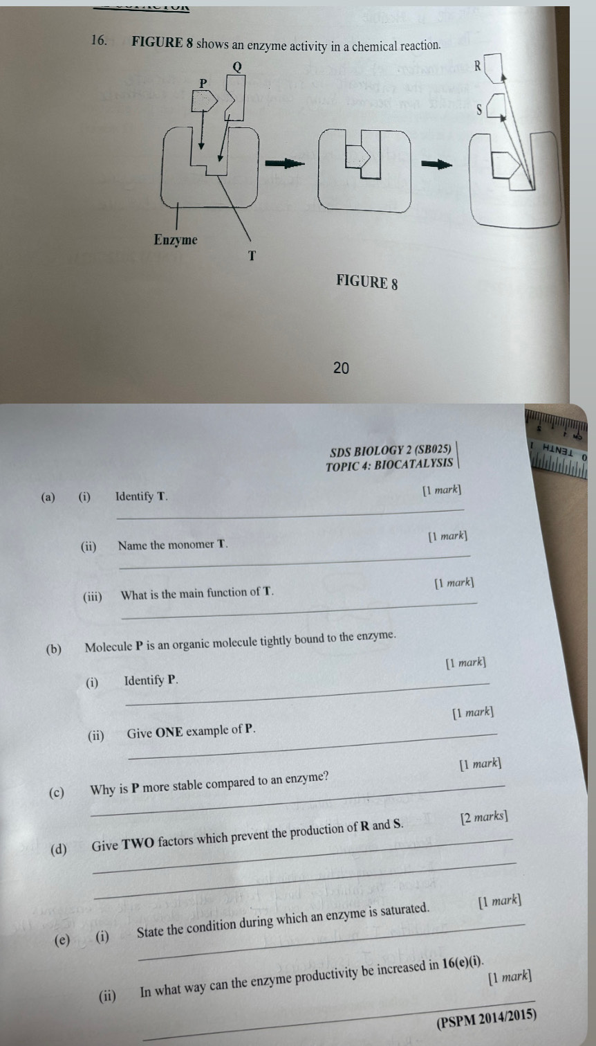 FIGURE 8 shows an enzyme activity in a chemical reaction. 
FIGURE 8 
20 
SDS BIOLOGY 2 (SB025) 
TOPIC 4: BIOCATALYSIS 
_ 
(a) (i) Identify T. [1 mark] 
_ 
(ii) Name the monomer T. [1 mark] 
_ 
(iii) What is the main function of T. [1 mark] 
(b) Molecule P is an organic molecule tightly bound to the enzyme. 
[1 mark] 
(i) Identify P. 
_ 
(ii) Give ONE example of P. [1 mark] 
_ 
(c) Why is P more stable compared to an enzyme? [l mark] 
_ 
(d) Give TWO factors which prevent the production of R and S. [2 marks] 
(e) (i) State the condition during which an enzyme is saturated. [1 mark] 
[1 mark] 
_ 
(ii) In what way can the enzyme productivity be increased in 16(e)(i). 
(PSPM 2014/2015)
