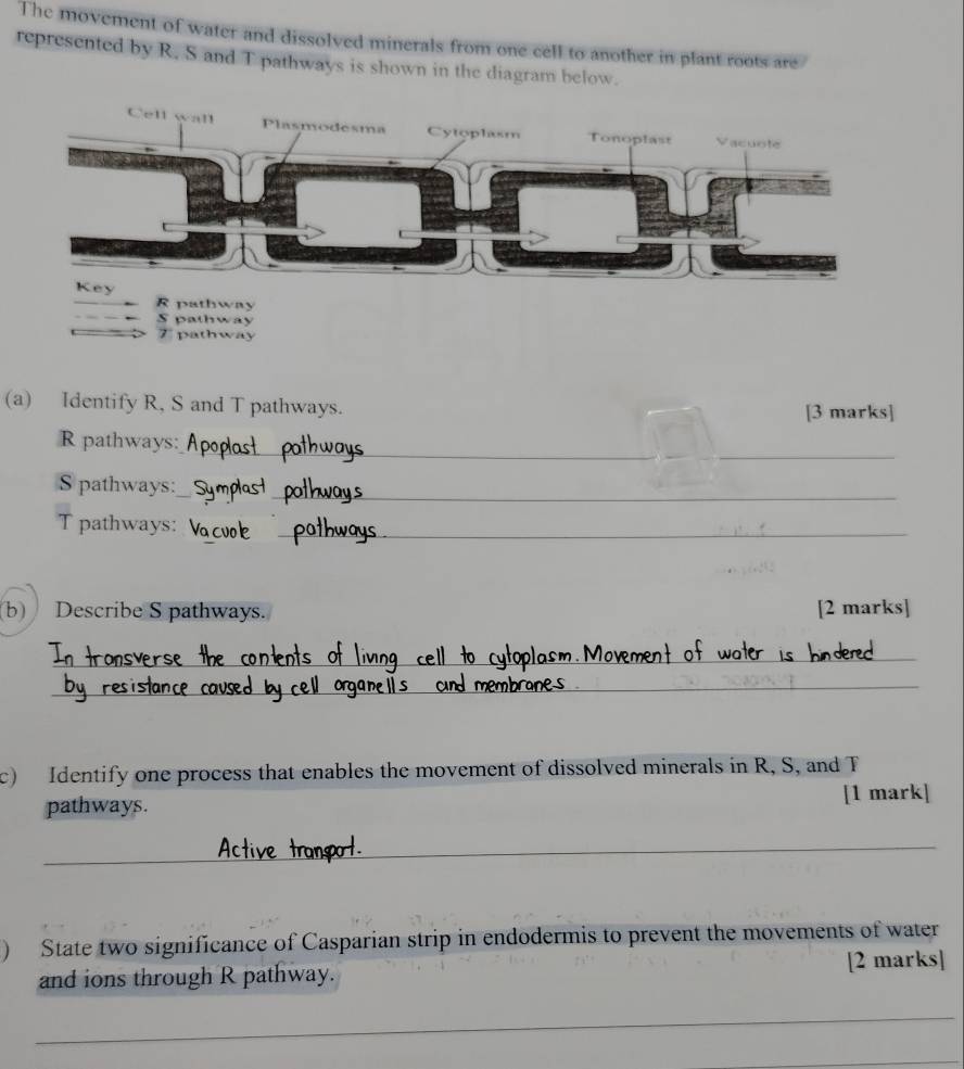 The movement of water and dissolved minerals from one cell to another in plant roots are 
represented by R. S and T pathways is shown in the diagram below.
R pathway 
S pathway
7 pathway 
(a) Identify R, S and T pathways. 
[3 marks] 
_
R pathways: 
S pathways:__ 
_ 
T pathways:_ 
b) Describe S pathways. [2 marks] 
_ 
_ 
c) Identify one process that enables the movement of dissolved minerals in R, S, and F
pathways. [1 mark] 
_ 
) State two significance of Casparian strip in endodermis to prevent the movements of water 
and ions through R pathway. [2 marks] 
_ 
_