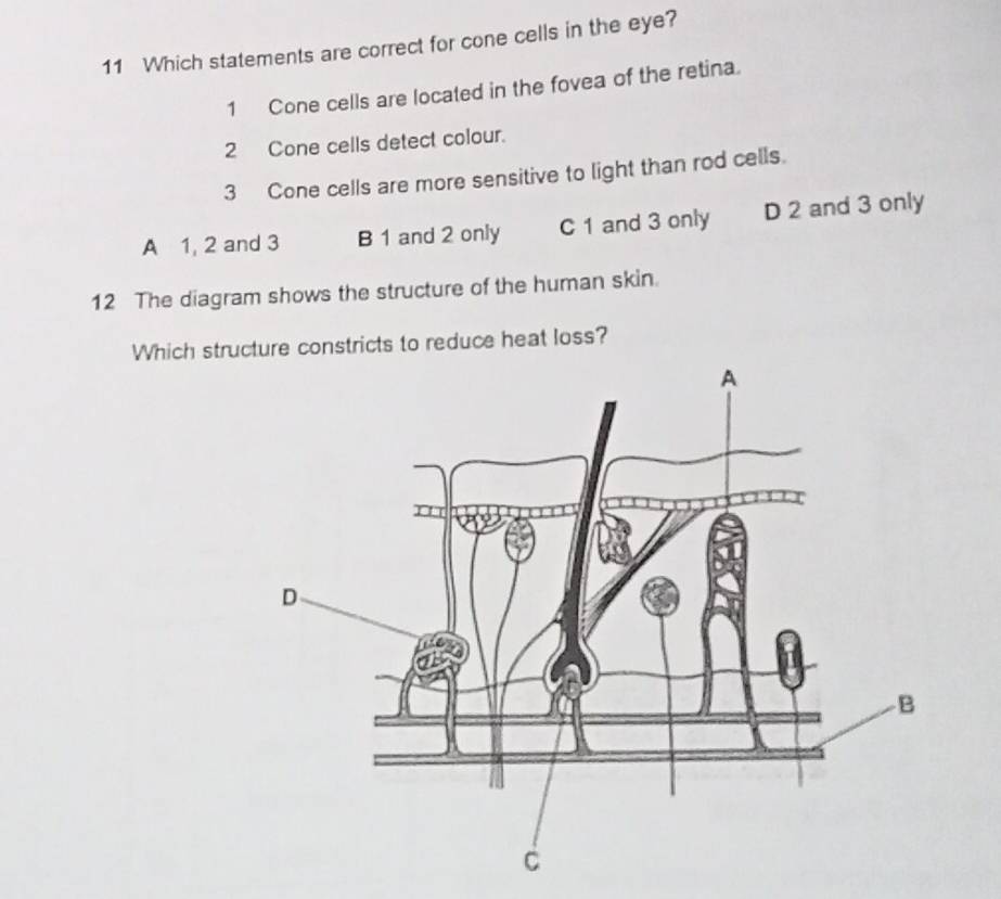 Which statements are correct for cone cells in the eye?
1 Cone cells are located in the fovea of the retina.
2 Cone cells detect colour.
3 Cone cells are more sensitive to light than rod cells.
A 1, 2 and 3 B 1 and 2 only C 1 and 3 only D 2 and 3 only
12 The diagram shows the structure of the human skin.
Which structure constricts to reduce heat loss?