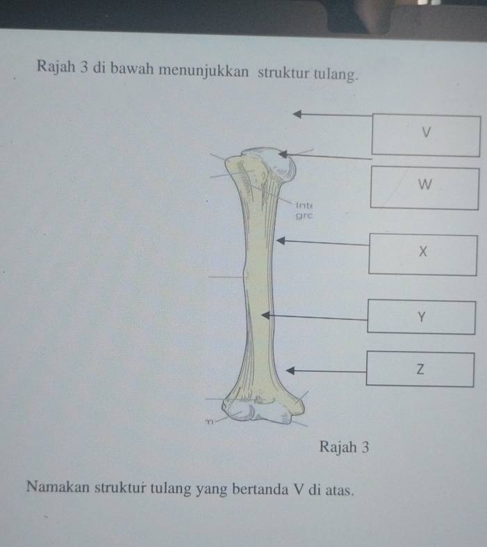 Rajah 3 di bawah menunjukkan struktur tulang. 
Namakan struktur tulang yang bertanda V di atas.