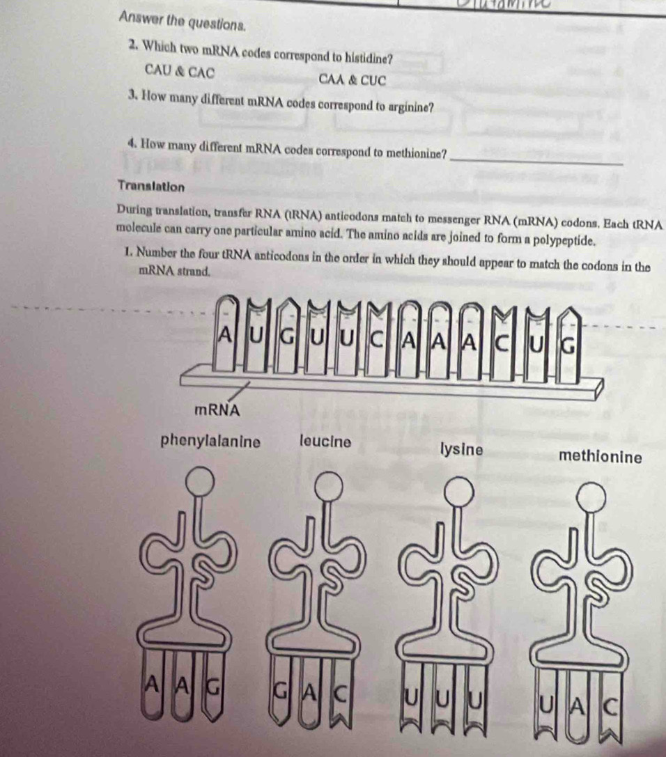 Answer the questions.
2. Which two mRNA codes correspond to histidine?
CAU & CAC CAA & CUC
3. How many different mRNA codes correspond to arginine?
_
4. How many different mRNA codes correspond to methionine?
Translation
During translation, transfer RNA (tRNA) anticodons match to messenger RNA (mRNA) codons. Each tRNA
molecule can carry one particular amino acid. The amino acids are joined to form a polypeptide.
1. Number the four tRNA anticodons in the order in which they should appear to match the codons in the
mRNA strand.