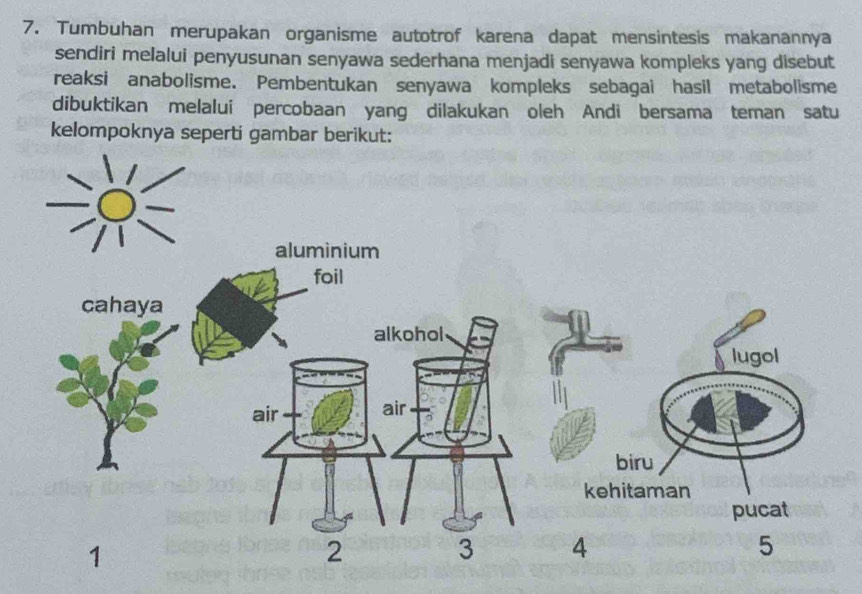 Tumbuhan merupakan organisme autotrof karena dapat mensintesis makanannya 
sendiri melalui penyusunan senyawa sederhana menjadi senyawa kompleks yang disebut 
reaksi anabolisme. Pembentukan senyawa kompleks sebagai hasil metabolisme 
dibuktikan melalui percobaan yang dilakukan oleh Andi bersama teman satu 
kelompoknya seperti gambar berikut: