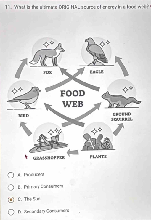 What is the ultimate ORIGINAL source of energy in a food web?
A. Producers
B. Primary Consumers
C. The Sun
D. Secondary Consumers