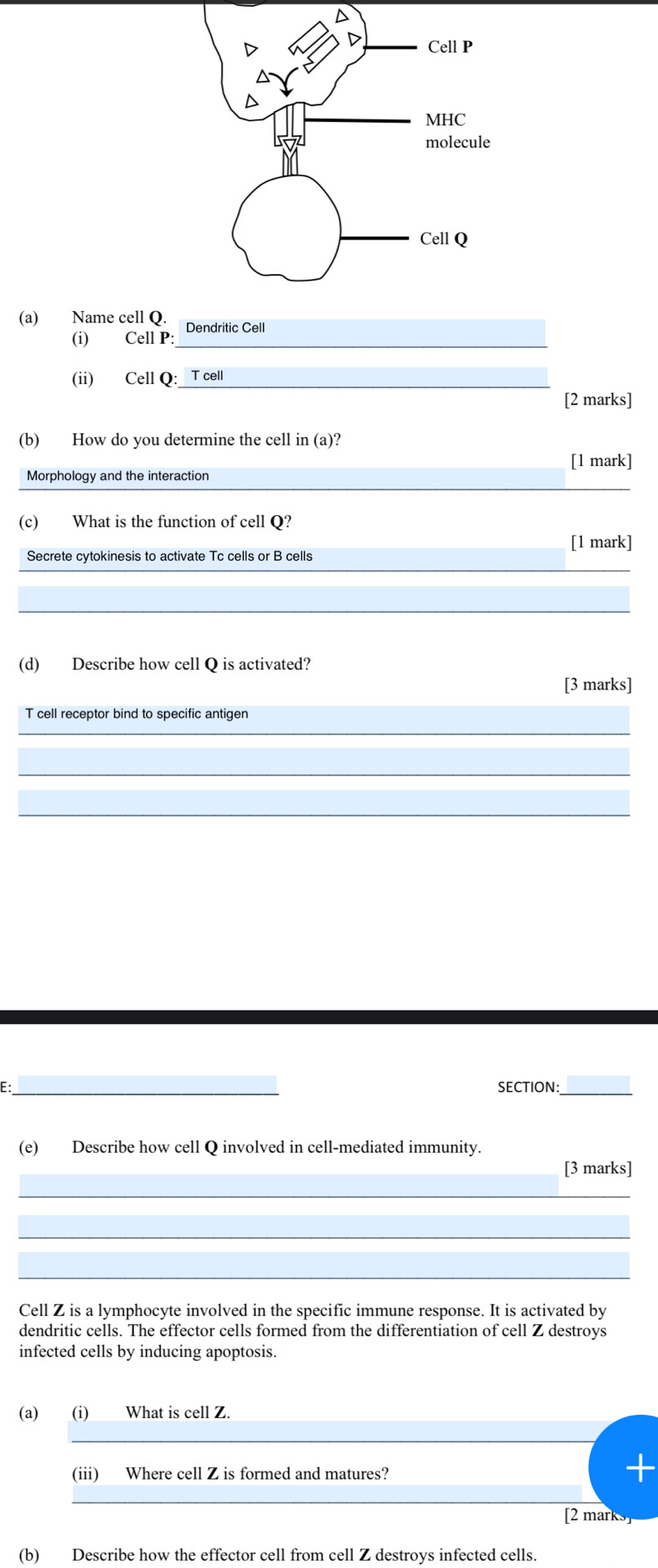 Name cell Q. Dendritic Cell 
(i) Cell P : 
(ii) Cell Q:_ T cell 
[2 marks] 
(b) How do you determine the cell in (a)? 
[1 mark] 
_ 
Morphology and the interaction 
(c) What is the function of cell Q? 
[1 mark] 
_ 
Secrete cytokinesis to activate Tc cells or B cells 
_ 
(d) Describe how cell Q is activated? 
[3 marks] 
_ 
T cell receptor bind to specific antigen 
_ 
_ 
_ 
SECTION:_ 
(e) Describe how cell Q involved in cell-mediated immunity. 
[3 marks] 
_ 
_ 
_ 
Cell Z is a lymphocyte involved in the specific immune response. It is activated by 
dendritic cells. The effector cells formed from the differentiation of cell Z destroys 
infected cells by inducing apoptosis. 
(a) (i) What is cell Z. 
(iii) Where cell Z is formed and matures? 
_ 
[2 marks] 
(b) Describe how the effector cell from cell Z destroys infected cells.