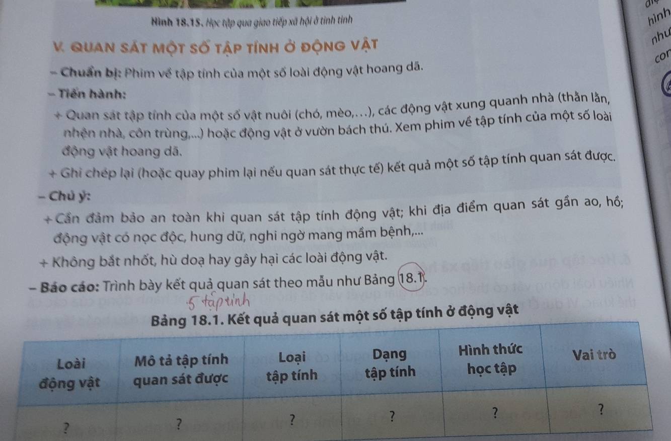 Hình 18.15. Học tập qua giao tiếp xã hội ở tinh tinh 
hình 
V. Quan sát một số tập tính ở động vật 
nhu 
cor 
- Chuẩn bị: Phim về tập tính của một số loài động vật hoang dã. 
- Tiến hành: 
+ Quan sát tập tính của một số vật nuôi (chó, mèo,...), các động vật xung quanh nhà (thằn lằn, 
nhện nhà, côn trùng,...) hoặc động vật ở vườn bách thú. Xem phim về tập tính của một số loài 
động vật hoang dã. 
+ Ghi chép lại (hoặc quay phim lại nếu quan sát thực tế) kết quả một số tập tính quan sát được. 
- Chủ ý: 
+ Cần đảm bảo an toàn khi quan sát tập tính động vật; khi địa điểm quan sát gần ao, hồ; 
động vật có nọc độc, hung dữ, nghi ngờ mang mầm bệnh,... 
+ Không bắt nhốt, hù doạ hay gây hại các loài động vật. 
- Báo cáo: Trình bày kết quả quan sát theo mẫu như Bảng 18.1. 
một số tập tính ở động vật