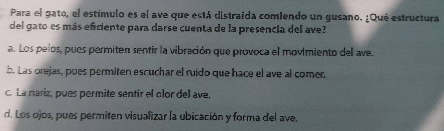 Para el gato, el estímulo es el ave que está distraída comiendo un gusano. ¿Qué estructura
del gato es más eficiente para darse cuenta de la presencia del ave?
a. Los pelos, pues permiten sentir la vibración que provoca el movimiento del ave.
b. Las orejas, pues permiten escuchar el ruido que hace el ave al comer.
c. La nariz, pues permite sentir el olor del ave.
d. Los ojos, pues permiten visualizar la ubicación y forma del ave.