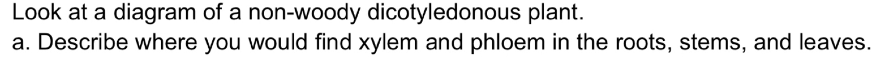 Look at a diagram of a non-woody dicotyledonous plant. 
a. Describe where you would find xylem and phloem in the roots, stems, and leaves.