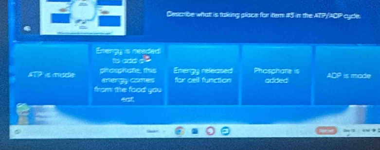 Descrbe what is taking place for item #3 in the ATP/ADP cyce. 
Energy s neaded 
phrosphate, this Energy released Phosphate is ADP is mode 
cnergy cames for calll function added 
from the food you .