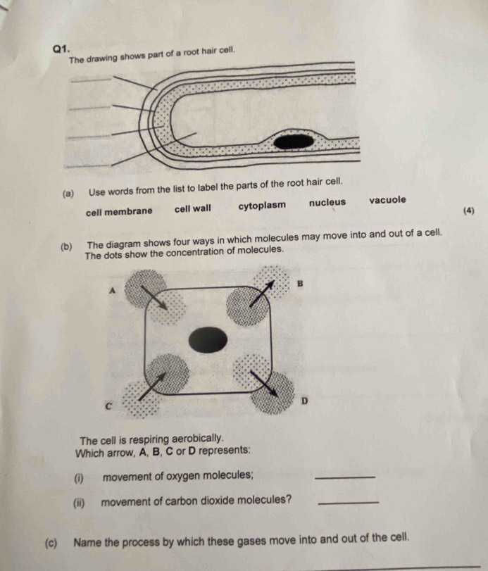 Solved: rt of a root hair cell. (a) Use words from the list to label ...