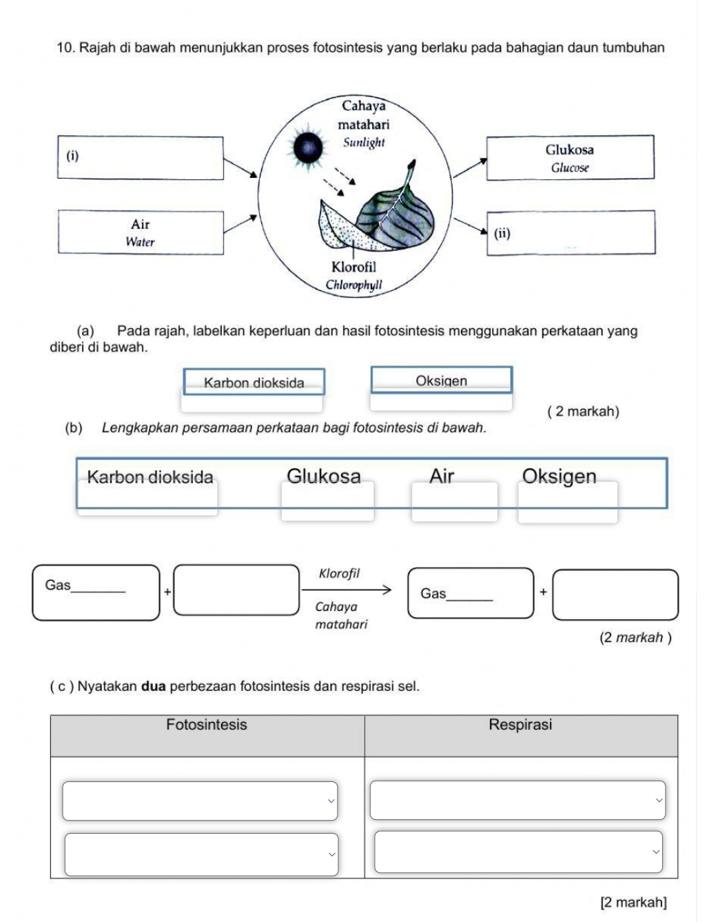 Rajah di bawah menunjukkan proses fotosintesis yang berlaku pada bahagian daun tumbuhan 
(a) Pada rajah, labelkan keperluan dan hasil fotosintesis menggunakan perkataan yang 
diberi di bawah. 
Karbon dioksida Oksigen 
( 2 markah) 
(b) Lengkapkan persamaan perkataan bagi fotosintesis di bawah. 
Karbon dioksida Glukosa Air Oksigen 
Klorofil 
Gas_ 
+ 
Gas_ + 
Cahaya 
matahari 
(2 markah ) 
( c ) Nyatakan dua perbezaan fotosintesis dan respirasi sel. 
[2 markah]