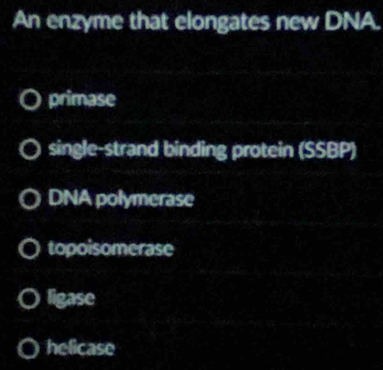 An enzyme that elongates new DNA.
primase
single-strand binding protein (SSBP)
DNA polymerase
topoisomerase
ligase
helicase