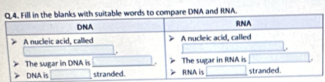 DNA and RNA.