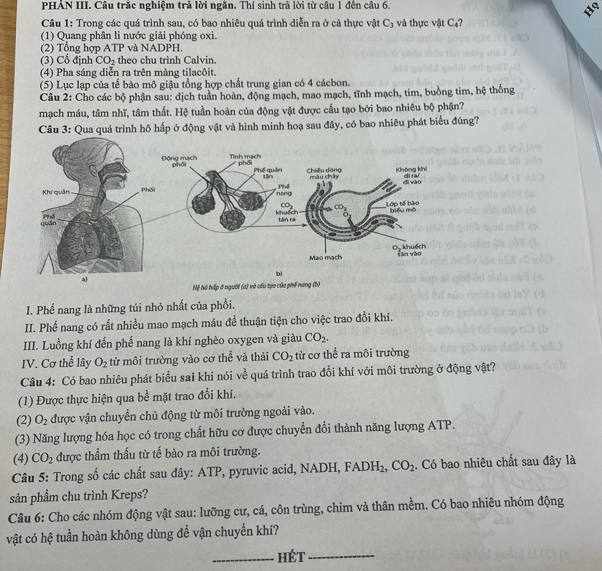 PHẢN III. Câu trắc nghiệm trả lời ngăn. Thí sinh trả lời từ câu 1 đến câu 6.
Câu 1: Trong các quá trình sau, có bao nhiêu quá trình diễn ra ở cả thực vật C_3 và thực vật C4?
(1) Quang phân li nước giải phóng oxi.
(2) Tổng hợp ATP và NADPH.
(3) Cố định CO_2 theo chu trình Calvin.
(4) Pha sáng diễn ra trên màng tilacôit.
(5) Lục lạp của tế bào mô giậu tổng hợp chất trung gian có 4 cácbon.
Câu 2: Cho các bộ phận sau: dịch tuần hoàn, động mạch, mao mạch, tĩnh mạch, tim, buồng tim, hệ thống
mạch máu, tâm nhĩ, tâm thất. Hệ tuần hoàn của động vật được cấu tạo bởi bao nhiêu bộ phận?
Câu 3: Qua quá trình hô hấp ở động vật và hình minh hoạ sau đây, có bao nhiêu phát biểu đúng?
Hệ hô hấp ở người (a) và cấu tạo của phế nang (b)
I. Phế nang là những túi nhỏ nhất của phổi.
II. Phế nang có rất nhiều mao mạch máu để thuận tiện cho việc trao đổi khí.
III. Luồng khí đến phế nang là khí nghèo oxygen và giàu CO_2.
IV. Cơ thể lây O_2 từ môi trường vào cơ thể và thải CO_2 từ cơ thể ra môi trường
Câu 4: Có bao nhiêu phát biểu sai khi nói về quá trình trao đổi khí với môi trường ở động vật?
(1) Được thực hiện qua bề mặt trao đổi khí.
(2) O_2 được vận chuyển chủ động từ môi trường ngoài vào.
(3) Năng lượng hóa học có trong chất hữu cơ được chuyển đổi thành năng lượng ATP.
(4) CO_2 được thẩm thấu từ tế bào ra môi trường.
Câu 5: Trong số các chất sau đây: ATP, pyruvic acid, NADH, FAD H_2. CO_2. Có bao nhiêu chất sau đây là
sản phẩm chu trình Kreps?
Câu 6: Cho các nhóm động vật sau: lưỡng cư, cá, côn trùng, chim và thân mềm. Có bao nhiêu nhóm động
vật có hệ tuần hoàn không dùng để vận chuyển khí?
_HÉT_