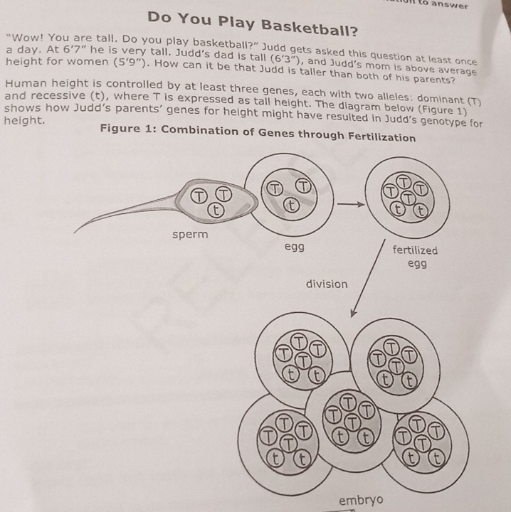 a to answer 
Do You Play Basketball? 
"Wow! Ya e tall. Do you play basketball?" Judd gets asked this question at least once 
a day. At 6'7'' he is very tall. Judd's dad is tall (6'3'') , and Judd's mom is above average 
height for women (5'9'') , How can it be that Judd is taller than both of his parents? 
Human height is controlled by at least three genes, each with two alleles: dominant (T) 
and recessive (t), where T is expressed as tall height. The diagram below (Figure 1) 
shows how Judd’s parents’ genes for height might have resulted in Judd’s genotype for 
height. Figure 1: Combination of Genes through Fertiliza 
embryo