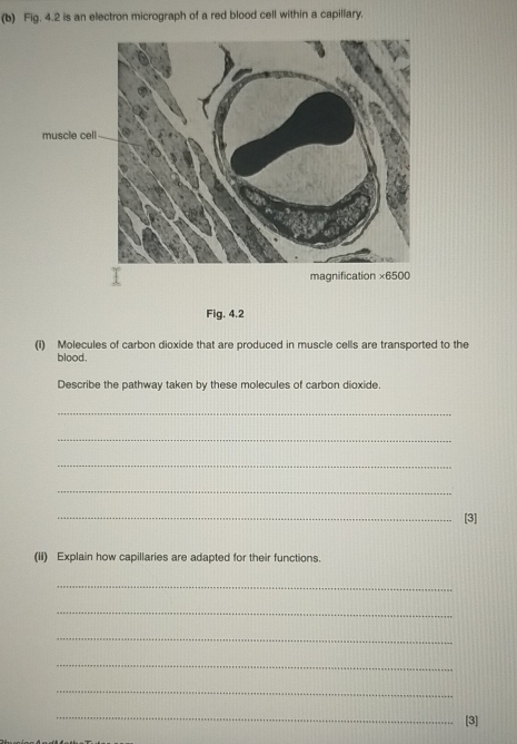 Fig. 4.2 is an electron micrograph of a red blood cell within a capillary. 
muscle cell 
magnification ×6500 
Fig. 4.2 
(i) Molecules of carbon dioxide that are produced in muscle cells are transported to the 
blood. 
Describe the pathway taken by these molecules of carbon dioxide. 
_ 
_ 
_ 
_ 
_[3] 
(ii) Explain how capillaries are adapted for their functions. 
_ 
_ 
_ 
_ 
_ 
_ 
[3]