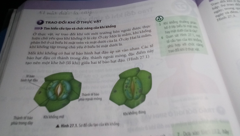 Trao đổi khiở 
hấp. Sự trao đự 
ngay; trong q 
ngay va đêm
60
Hình 27.3. 
2 trao đổi khí ở thực vật 
: Tim hiểu cấu tạo và chức năng của khí khống 5 Khí khổng thường phận 
Ở thực vật, sự trao đổi khí với môi trường bèn ngoài được thực bố ở lớp biểu bì mặt tê 
hiện chủ yếu qua khí khống ở lá cây. Ở cây Một lá mầm, khi khổng hay mặt dưới của lá cây? 
phân bố ở cả biểu bì mặt trên và mặt dưới của lá, Ở cây Hai lá mắm, 6 Quan sát Hình 27.1, mộ 
tả cầu tạo của khi khổng 
khi khổng tập trung chủ yếu ở biểu bì mặt dưới lá 
Mỗi khí khổng có hai tế bào hình hạt đậu áp sát vào nhau. Các tế phù hợp với chức năng 
bào hạt đậu có thành trong dày, thành ngoài mỏng, đặc điểm này trao đổi khi ở thực vật 
tạo nên một khe hở (lỗ khí) giữa hai tế bào hạt đậu. (Hình 27.1) 
Iế bào 
hình hạt đậu 
Thành tế bào 
phía ngoài mông 
Thành tế bào Khí khổng mở 
phíà trong đày 
Hình 27, 1, Sơ đồ cầu tạo của khi khống
2, bãy