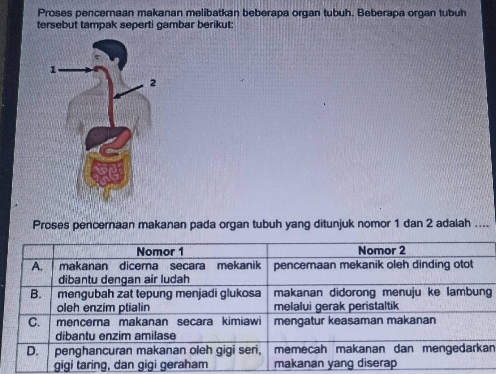 Proses pencernaan makanan melibatkan beberapa organ tubuh. Beberapa organ tubuh 
tersebut tampak seperti gambar berikut: 
Proses pencernaan makanan pada organ tubuh yang ditunjuk nomor 1 dan 2 adalah .... 
n