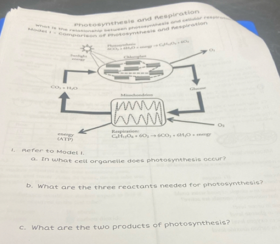 Photosynthesis and Respiration
what is the relasionship between photosynthesls and cellulor respiral 
Model 1 - Comparison of Photosynthesis and Respiration
1. Refer to Model I.
a. In what cell organelle does photosynthesis occur?
b. What are the three reactants needed for photosynthesis?
c. What are the two products of photosynthesis?