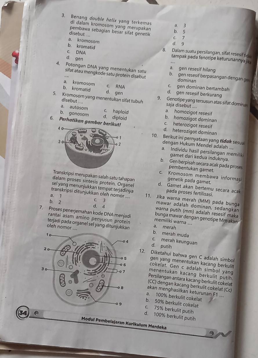 Benang double helix yang terkemas a, 3
di dalam kromosom yang merupakan
pembawa sebagian besar sifat genetik b. 5
disebut ....
c. 7
a. kromosom d. 9
b. kromatid 8. Dalam suatu persilangan, sifat resesif tide
c. DNA
d gen
tampak pada fenotipe keturunannyajk
a. gen resesif hilang
4. Potongan DNA yang menentukan satu b. gen resesif berpasangan dengan ge
sifat atau mengkode satu protein disebut dominan
a. kromosom c. RNA c. gen dominan bertambah
b. kromatid d. gen
d. gen resesif berkurang
S. Kromosom yang menentukan sifat tubuh 9. Genotipe yang tersusun atas sifat domina
disebut ....
saja disebut ....
a. homozigot resesif
a. autosom c. haploid b. homozigot dominan
b. gonosom d. diploid c. heterozigot resesif
6. Perhatikan gambar berikut!
d. heterozigot dominan
10. Berikut ini pernyataan yang tidak sesua
dengan Hukum Mendel adalah ....
a. Individu hasil persilangan memilik
gamet dari kedua induknya.
b. Gen berpisah secara acak pada proses
pembentukan gamet.
Transkripsi merupakan salah satu tahapan
c. Kromosom membawa informas
genetik pada gamet.
dalam proses sintesis protein. Organel d. Gamet akan bertemu secara acak
sel yang menunjukkan tempat terjadinya pada proses fertilisasi.
a. 1
transkripsi ditunjukkan oleh nomor .... 11. Jika warna merah (MM) pada bunga
mawar adalah dominan, sedangkan
c. 3 warna putih (mm) adalah resesif maka
b. 2 d. 4 bunga mawar dengan genotipe Mm akan
7. Proses penerjemahan kode DNA menjadi memiliki warna ....
rantai asam amino penyusun protein a. merah
terjadi pada organel sel yang ditunjukkan b. merah muda
oleh nomor....c. merah keunguan
d. putih
12. Diketahui bahwa gen C adalah simbol
gen yang menentukan kacang berkulit
cokelat. Gen c adalah simbol yang
menentukan kacang berkulit putih.
Persilangan antara kacang berkulit cokelat
(CC) dengan kacang berkulit cokelat (Cc)
akan menghasilkan keturunan F1 ....
a. 100% berkulit cokelat
b. 50% berkulit cokelat
c. 75% berkulit putih
34 e
d. 100% berkulit putih
Modul Pembelajaran Kurikulum Merdeka