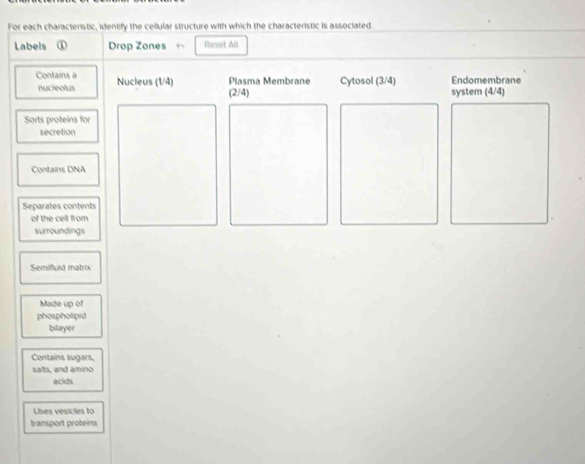 For each characteristic, identify the cellular structure with which the characteristic is associated. 
Labels ① Drop Zones Reset Ali 
Contains a Nucleus (1/4) Plasma Membrane Cytosol (3/4) Endomembrane 
nucieolus (2/4) system (4/4)
Sorts proteins for 
secretion 
Contains DNA 
Separates contents 
of the cell from 
surroundings 
Semifluld matrix 
Made up of 
phospholipid 
bilayer 
Contains sugars, 
salts, and amino 
acids 
Uses vesicles to 
transport proteins