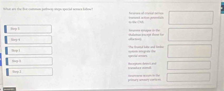 What are the five common pathway steps special senses follow?
Neurons of cranial nerves
transmit action potentials
to the CNS.
Step 5 Neurons synapse in the
thalamus (except those for
Step 4
olfaction).
The frontal lobe and limbic
Step 1 system integrate the
special senses.
Step 3
Receptors detect and
transduce stimuli.
Step 2
Awareness occurs in the
primary sensory cortices.