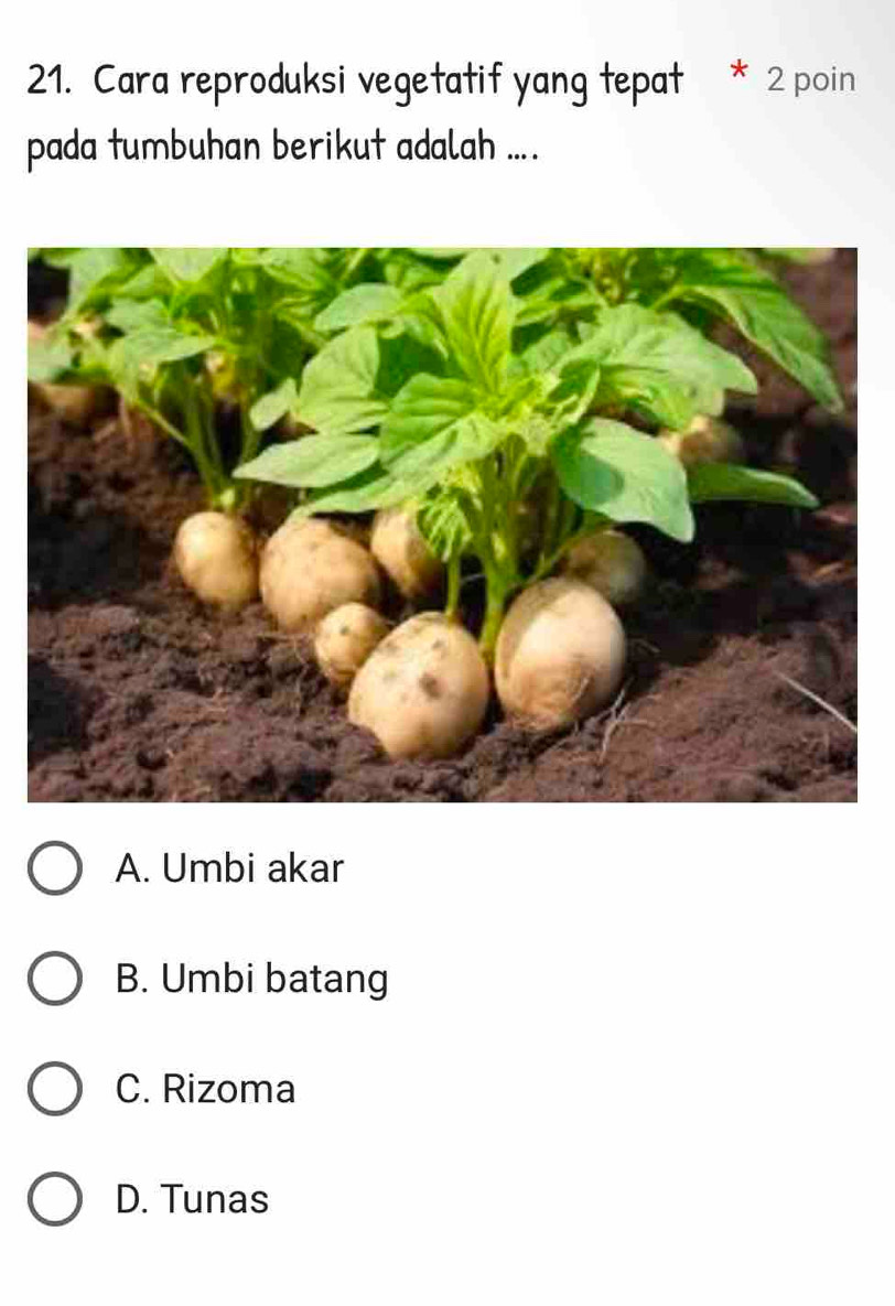 Cara reproduksi vegetatif yang tepat 2 poin
pada tumbuhan berikut adalah ..
A. Umbi akar
B. Umbi batang
C. Rizoma
D. Tunas