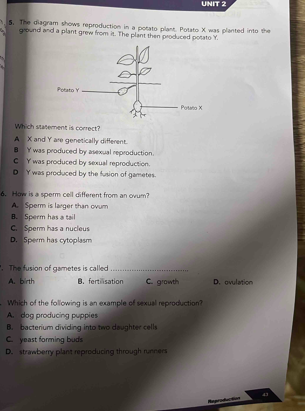 Solved: The diagram shows reproduction in a potato plant. Potato X was ...
