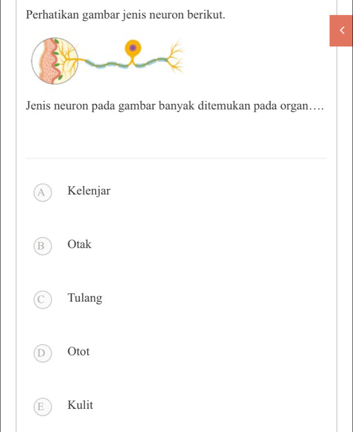 Perhatikan gambar jenis neuron berikut.
Jenis neuron pada gambar banyak ditemukan pada organ….
A Kelenjar
B Otak
Tulang
Otot
Kulit