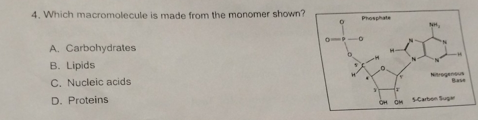 Which macromolecule is made from the monomer shown?
A. Carbohydrates
B. Lipids
C. Nucleic acids
D. Proteins