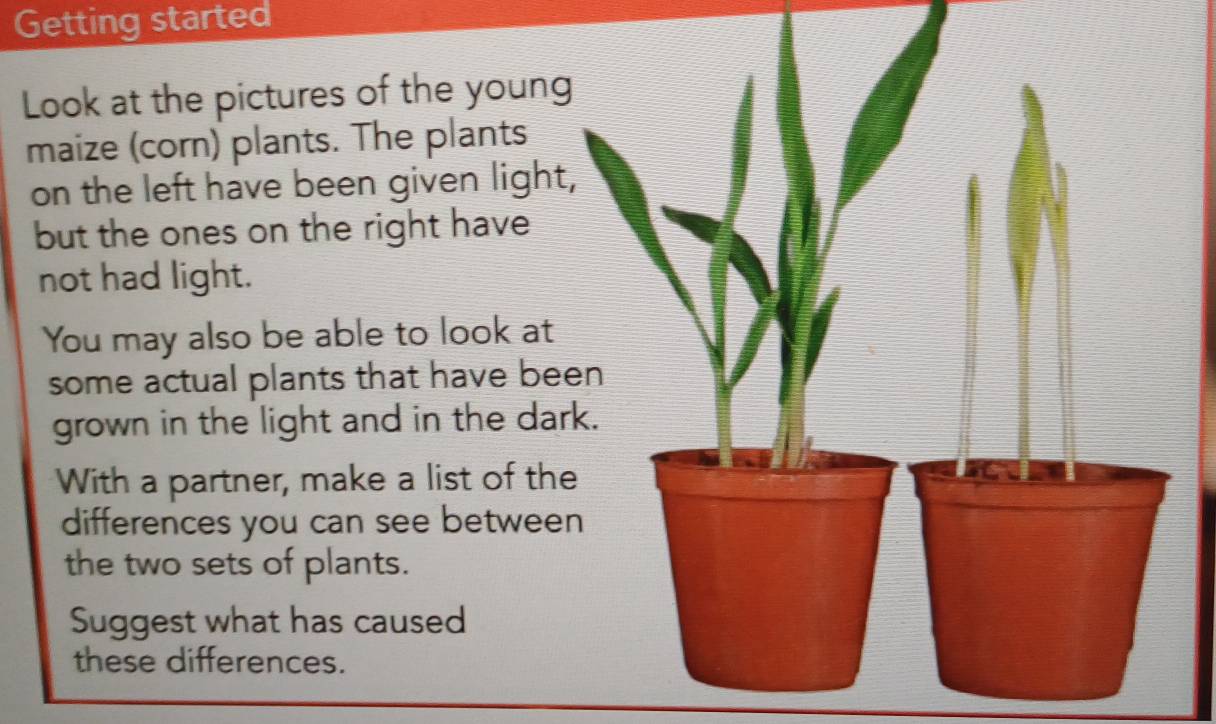 Getting started 
Look at the pictures of the young 
maize (corn) plants. The plants 
on the left have been given light, 
but the ones on the right have 
not had light. 
You may also be able to look at 
some actual plants that have bee 
grown in the light and in the dark 
With a partner, make a list of the 
differences you can see between 
the two sets of plants. 
Suggest what has caused 
these differences.