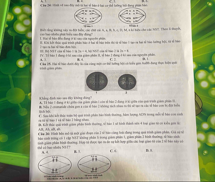 A. 3. B. 4. C. 5. D. 6.
Câu 24: Hình vẽ sau đây mô tả hai tế bảo ở hai cơ thể lưỡng bội đang phân bào.
 
Biết rằng không xảy ra đột biển; các chữ cái A, a, B, b, c, D, M, n kí hiệu cho các NST. Theo lí thuyết,
cso bao nhiêu phát biểu sau đây đúng?
I. Hai tế bào đều đang ở kì sau của nguyên phân.
II. Khi kết thúc quá trình phân bảo ở hai tế bào trên thì từ tế bảo 1 tạo ra hai tế bào lưỡng bội, từ tế bào
2 tạo ra hai tế bào đơn bội.
III. Bộ NST của tế bảo 1 là 2n=4 , bộ NST của tế bào 2 là 2n=8.
IV. Tế bào 1 đang ở kì sau của giảm phân II, tế bào 2 đang ở kì sau của nguyên phân.
A. 3. B. 4. C. 2. D. 1.
Câu 25. Hai tế bảo dưới đây là của cùng một cơ thể lưỡng bội có kiểu gen AaBb đang thực hiện quá
trình giảm phân.
1 2
Khẳng định nào sau đây không đủng?
A. Tế bào 1 đang ở kì giữa của giảm phân l còn tế bào 2 đang ở kì giữa của quá trình giảm phân II.
B. Nếu 2 cromatide chứa gen a của tế bảo 2 không tách nhau ra thì sẽ tạo ra các tế bào con bị đột biển
lệch bội.
C. Sau khi kết thúc toàn bộ quá trình phân bào bình thường, hàm lượng ADN trong mỗi tế bào con sinh
ra từ tế bào 1 và tế bào 2 bằng nhau.
D. Kết thúc quá trình giảm phân bình thường, tế bào 1 sẽ hình thành nên 4 loại giao tử có kiểu gen là:
AB, Ab, aB, ab.
Câu 26: Hình bên mô tả một giai đoạn của 2 tế bào cùng loài đang trong quá trình giảm phân. Giả sử tế
bào sinh trứng có 1 cặp NST không phân li trong giảm phân 1, giảm phân 2 bình thường; tế bào sinh
tinh giảm phân bình thường. Hợp tử được tạo ra do sự kết hợp giữa các loại giao tử của 2 tế bào này có
thể có bao nhiêu NST? D. 8.
A. 4. B. 5. C. 6.
Chú thích: A, a và B, b là kí hiệu của các NST