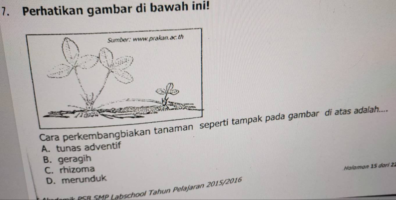 Perhatikan gambar di bawah ini!
Cara perkembangbiakan erti tampak pada gambar di atas adalah.....
A. tunas adventif
B. geragih
C. rhizoma
Halaman 15 dari 21
D. merunduk
S R S MP Labschool Tahun Pelajaran 2015/2016