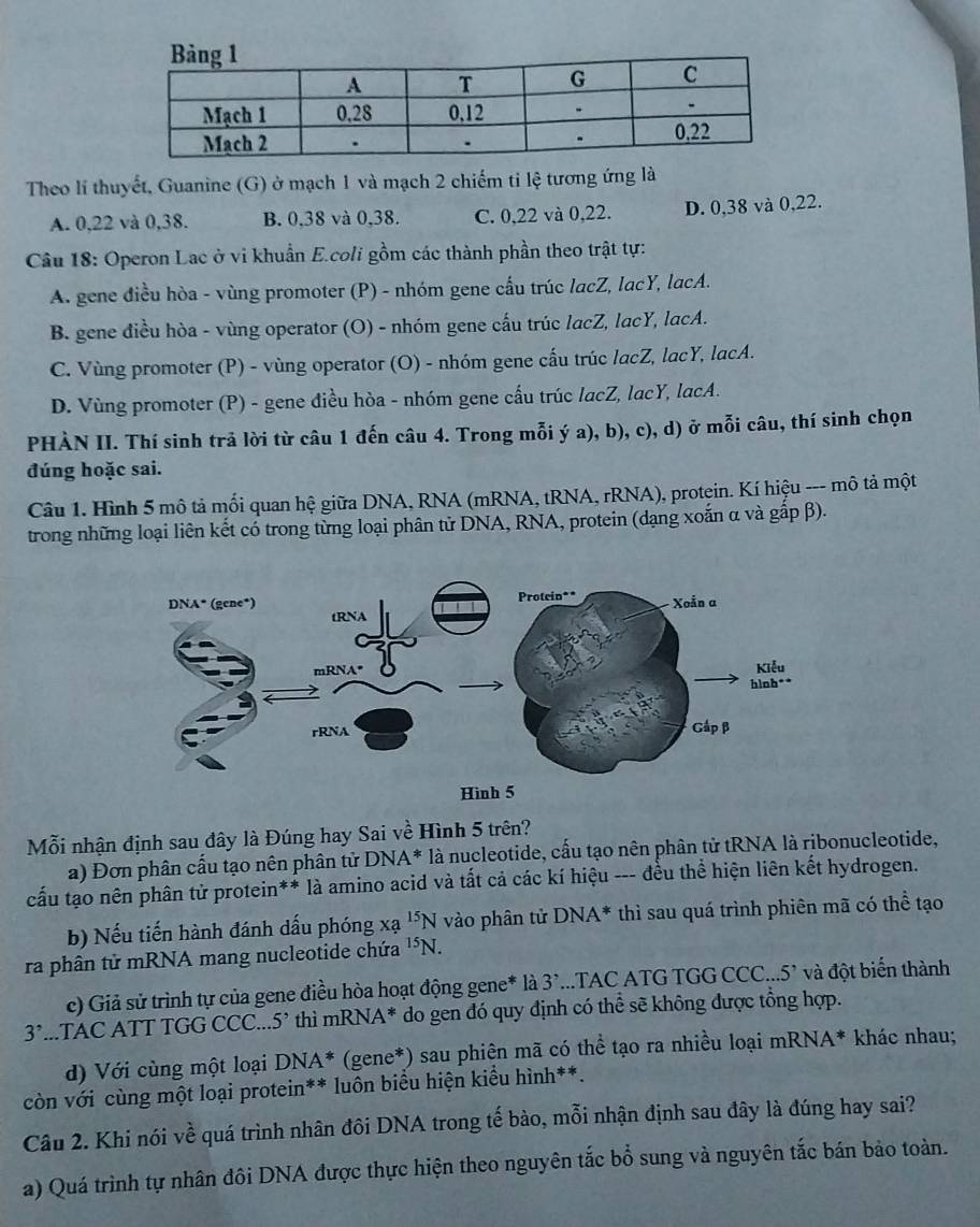 Theo lí thuyết, Guanine (G) ở mạch 1 và mạch 2 chiếm ti lệ tương ứng là
A. 0,22 và 0,38. B. 0,38 và 0,38. C. 0,22 và 0,22. D. 0,38 và 0,22.
Câu 18: Operon Lac ở vi khuẩn E.coli gồm các thành phần theo trật tự:
A. gene điều hòa - vùng promoter (P) - nhóm gene cấu trúc lacZ, lacY, lacA.
B. gene điều hòa - vùng operator (O) - nhóm gene cấu trúc lacZ, lacY, lacA.
C. Vùng promoter (P) - vùng operator (O) - nhóm gene cấu trúc lacZ, lacY, lacA.
D. Vùng promoter (P) - gene điều hòa - nhóm gene cấu trúc lacZ, lacY, lacA.
PHÀN II. Thí sinh trả lời từ câu 1 đến câu 4. Trong mỗi ý a), b), c), d) ở mỗi câu, thí sinh chọn
đúng hoặc sai.
Câu 1. Hình 5 mô tả mối quan hệ giữa DNA, RNA (mRNA, tRNA, rRNA), protein. Kí hiệu --- mô tả một
trong những loại liên kết có trong từng loại phân tử DNA, RNA, protein (dạng xoắn α và gấp β).
Mỗi nhận định sau đây là Đúng hay Sai về Hình 5 trên?
a) Đơn phân cấu tạo nên phân tử DNA* là nucleotide, cấu tạo nên phân tử tRNA là ribonucleotide,
cấu tạo nên phân tử protein** là amino acid và tất cả các kí hiệu --- đều thể hiện liên kết hydrogen.
b) Nếu tiến hành đánh dấu phóng xạ ^15N vào phân tử DNA^* thì sau quá trình phiên mã có thể tạo
ra phân tử mRNA mang nucleotide chứa^(15)N.
c) Giả sử trình tự của gene điều hòa hoạt động gene* là 3^,...TAC ATG TGG CCC... 5' và đột biến thành
3^,...TAC ATT TGG CCC... 5' thì mRNA* do gen đó quy định có thể sẽ không được tổng hợp.
d) Với cùng một loại DNA* (gene*) sau phiện mã có thể tạo ra nhiều loại mRNA* khác nhau;
còn với cùng một loại protein** luôn biểu hiện kiểu hình**.
Câu 2. Khi nói về quá trình nhân đôi DNA trong tế bào, mỗi nhận định sau đây là đúng hay sai?
a) Quá trình tự nhân đôi DNA được thực hiện theo nguyên tắc bổ sung và nguyên tắc bán bảo toàn.