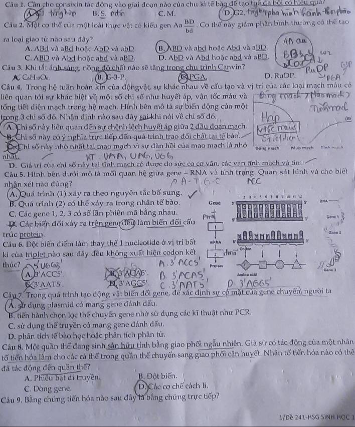 Cần cho consixin tác động vào giai đoạn nào của chu kì tế bào để tạo thể đa bởi có hiệu quả
AC B. S. ∩ C. M. D.G2.
Câu 2. Một cơ thể của một loài thực vật có kiểu gen Aa  BD/bd  Cơ thể này giảm phân bình thường có thể tạo
ra loại giao tử nào sau đây?
A. ABd và aBd hoặc AbD và abD. B. ABD và abd hoặc Abd và aBD.
C. ABD và Abḍ hoặc abd và aBD. D. AbD và Abd hoặc abd và aBD.
Câu 3. Khi tắt ánh sáng, nồng độ chất nào sẽ tăng trong chu trình Canvin?
A C₆H₁₂O₆. B. G-3-P. CPGA D. RuDP.
Câu 4. Trong hệ tuần hoàn kin của độngvật, sự khác nhau về cấu tạo và vị trí của các loại mạch máu có
liên quan tới sự khác biệt về một số chi số như huyết áp, vận tốc máu và
tổng tiết diện mạch trong hệ mạch. Hình bên mô tả sự biến động của một
trong 3 chỉ số đó. Nhận định nào sau đây sai khi nói về chỉ số đó,
A. Chi số này liên quan đến sự chệnh lệch huyết áp giữa 2 đầu đoạn mạch.
B. Chỉ số này có ý nghĩa trực tiếp đến quá trình trao đổi chất tại tế bào.
C. Chỉ số này nhỏ nhất tại mao mạch vì sự đàn hồi của mao mạch là nhỏ Dộng mạch Mạo mạch
nhất.
D. Giá trị của chỉ số này tại tĩnh mạch có được do sức co cơ vân, các van tĩnh mạch và tim:
Cầu 5. Hình bên dưới mô tả mối quan hệ giữa gene - RNA và tính trạng. Quan sát hình và cho biết
nhận xét nào đúng?
A. Quá trình (1) xảy ra theo nguyên tắc bố sung.
B. Quá trình (2) có thể xảy ra trong nhân tế bào, Gene DNA
C. Các gene 1, 2, 3 có số lần phiên mã bằng nhau. Gane 1
D. Các biến đối xảy ra trên geno đều làm biến đối cấu V
r
trúc protein Gane 1
Câu 6. Đột biến điểm làm thay thể 1 nucleotide ở vị trí bất mRNA M==---s3=-== r
kì của triplet nào sau đây đều không xuất hiện codon kết 1    Codon
thúc?       a    Proishs
Gene 1
AB'ACC5' 3°ACA6 Amine scid
C3'AAT5′.  3 AGG
Câu 7. Trong quá trình tạo động vật biến đổi gene, để xác định sự cộ mặt của gene chuyến) người ta
A. sử dụng plasmid có mang gene đánh dấu.
B. tiến hành chọn lọc thể chuyến gene nhờ sử dụng các kĩ thuật như PCR.
C. sử dụng thể truyền có mang gene đánh dấu.
D. phân tích tế bào học hoặc phân tích phân tử.
Câu 8. Một quần thể đang sinh sản hữu tính bằng giao phối ngẫu nhiên. Giả sử có tác động của một nhân
tố tiến hóa làm cho các cá thể trong quần thể chuyến sang giao phối cận huyết. Nhân tổ tiến hóa nào có thê
đã tác động đến quần thể
A. Phiêu bạt di truyền, B. Đột biến.
C. Dòng gene. D. Các cơ chế cách li.
Cầu 9, Bằng chứng tiến hóa nào sau đây là bằng chứng trực tiếp?
1/Dề 241-HSG SINH HOC 1