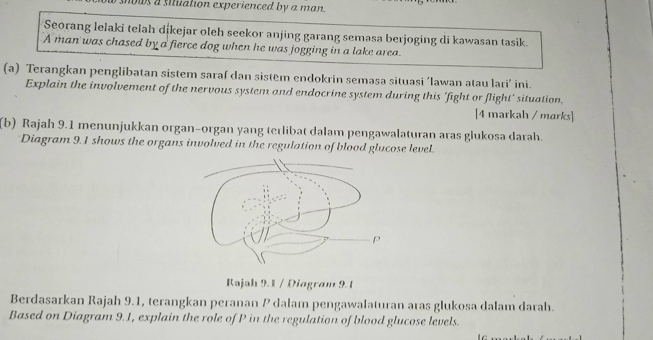 ows a situation experienced by a man. 
Seorang lelaki telah dikejar oleh seekor anjing garang semasa berjoging di kawasan tasik. 
A man was chased by a fierce dog when he was jogging in a lake area. 
(a) Terangkan penglibatan sistem saraf dan sistëm endokrin semasa situasi ‘lawan atau lari’ ini. 
Explain the involvement of the nervous system and endocrine system during this ‘fight or flight’ situation. 
[4 markah / marks] 
(b) Rajah 9.1 menunjukkan organ-organ yang terlibat dalam pengawalaturan aras glukosa darah. 
Diagram 9.1 shows the organs involved in the regulation of blood glucose level. 
Rajah 9.1 / Diagram 9. 1 
Berdasarkan Rajah 9.1, terangkan peranan P dalam pengawalaturan aras glukosa dalam darah. 
Based on Diagram 9.1, explain the role of P in the regulation of blood glucose levels.