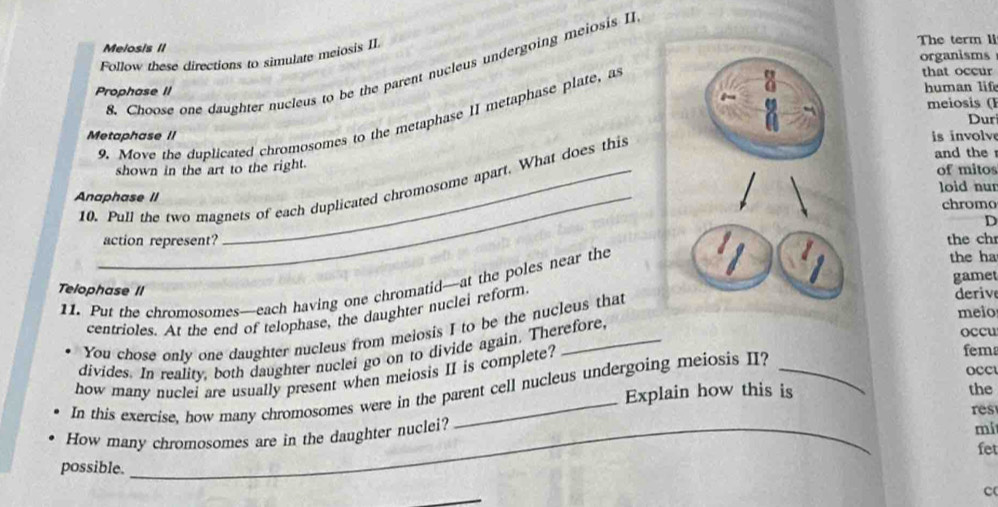 Melosis II The term li 
Follow these directions to simulate meiosis II 
8. Choose one daughter nucleus to be the parent nucleus undergoing meiosis II 
Prophase II organisms 
9. Move the duplicated chromosomes to the metaphase II metaphase plate, a 
that occur 
human life 
meiosis (F 
Dur 
Metaphase II is involve 
shown in the art to the right. and the r 
of mitos 
10. Pull the two magnets of each duplicated chromosome apart. What does this 
Anaphase II loid nun chromo 
action represent? the chr 
'1 a 
the ha 
11. Put the chromosomes—each having one chromatid—at the poles near the D 
gamet 
Telophase II 
centrioles. At the end of telophase, the daughter nuclei reform 
You chose only one daughter nucleus from meiosis I to be the nucleus that 
deriv 
meio 
occu 
divides. In reality, both daughter nuclei go on to divide again. Therefore, 
how many nuclei are usually present when meiosis II is complete? 
In this exercise, how many chromosomes were in the parent cell nucleus undergoing meiosis II? 
fema 
OcCt 
Explain how this is the 
res 
How many chromosomes are in the daughter nuclei? 
mi 
fet 
possible. 
c(