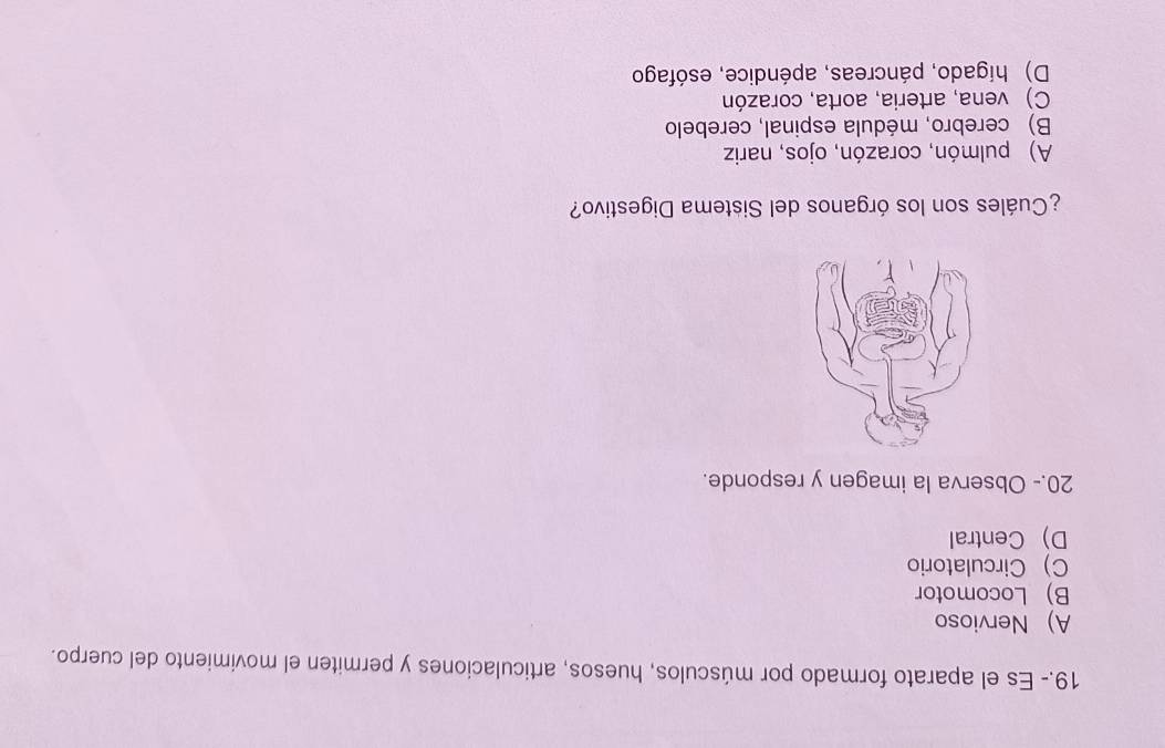 19.- Es el aparato formado por músculos, huesos, articulaciones y permiten el movimiento del cuerpo.
A) Nervioso
B) Locomotor
C) Circulatorio
D) Central
20.- Observa la imagen y responde.
¿Cuáles son los órganos del Sistema Digestivo?
A) pulmón, corazón, ojos, nariz
B) cerebro, médula espinal, cerebelo
C) vena, arteria, aorta, corazón
D) hígado, páncreas, apéndice, esófago