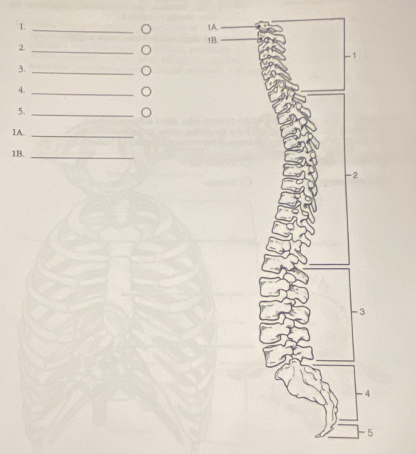 2._ 
3._ 
4._ 
5._ 
1A._ 
1B._ 
-5