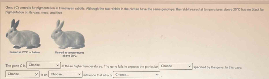 Gene (C) controls fur pigmentation in Himalayan rabbits. Although the two rabbits in the picture have the same genotype, the rabbit reared at temperatures above 30°C has no black fur 
pigmentation on its ears, nose, and feet. 
Reared a 20°C or below Reared at temperatures 
above 30°C
The gene C is Choose... at these higher temperatures. The gene fails to express the particular Choose... specified by the gene. In this case. 
Choose.... is an Choose... influence that affects Choose...