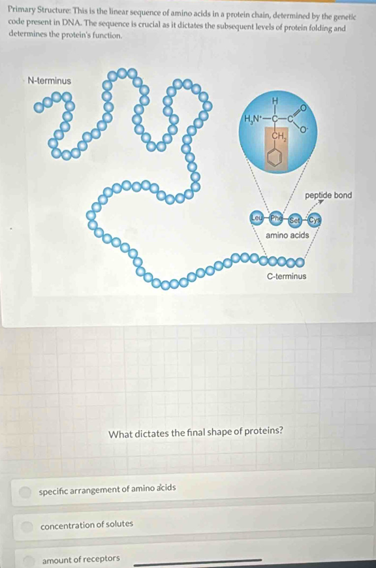 Primary Structure: This is the linear sequence of amino acids in a protein chain, determined by the genetic
code present in DNA. The sequence is crucial as it dictates the subsequent levels of protein folding and
determines the protein's function.
What dictates the fnal shape of proteins?
specific arrangement of amino acids
concentration of solutes
amount of receptors_