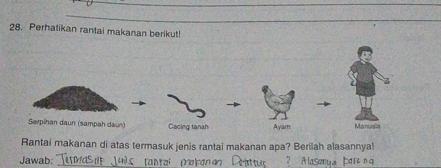 Perhatikan rantai makanan berikut! 
Rantai makanan di atas termasuk jenis rantai makanan apa? Berilah alasannya! 
Jawab:_