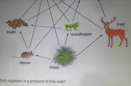 Which organism is a producer in this web?