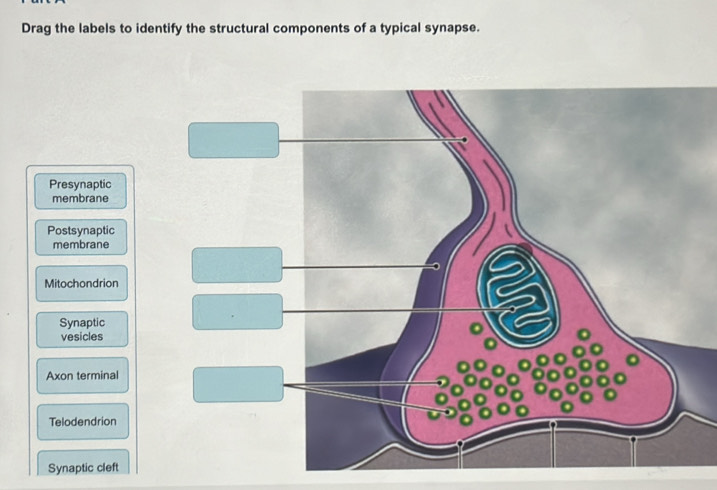 Solved: Drag the labels to identify the structural components of a ...