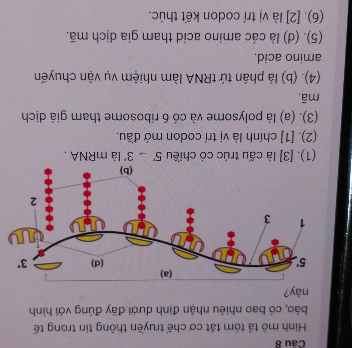 Hình mô tả tóm tắt cơ chế truyền thông tin trong tế
bào, có bao nhiêu nhận định dưới đây đúng với hình
này?
(1). [3] là cấu trúc có chiều 5'to 3' là mRNA .
(2). [1] chính là vị trí codon mở đầu.
(3). (a) là polysome và có 6 ribosome tham giá dịch
mã.
(4). (b) là phân tử tRNA làm nhiệm vụ vận chuyển
amino acid.
(5). (d) là các amino acid tham gia dịch mã.
(6). [2] là vị trí codon kết thúc.
