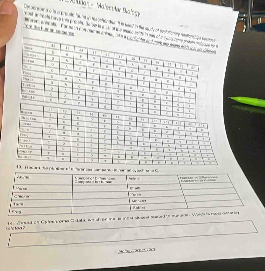 Liolution - Molecular Biology 
Cytochrome c is a protein found in mitochondria. It is used in the study of evolutionary ree 
most animals have this protein. Below is a list of the amino acids in r S 
from the human sequence. 
different animals. For each non-human animal,t 
ber of differences compared to human cytochrome C 
14. Based on Cytochrome C data, which animal is most clos 
related? 
biologycorner.com