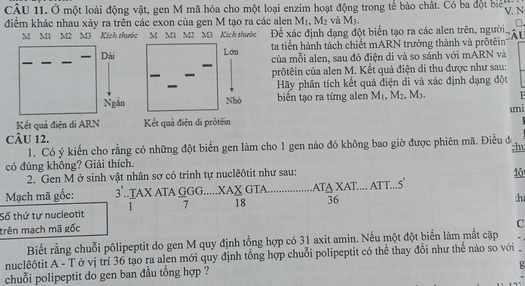 Ở một loài động vật, gen M mã hóa cho một loại enzim hoạt động trong tế bào chất. Có ba đột biể
V. N
điểm khác nhau xảy ra trên các exon của gen M tạo ra các alen M_1,M_2 và M_3.
M M1 M2 M3 Kích thước M M1 M2 M3 Kích thước Để xác định dạng đột biến tạo ra các alen trên, người,
Câu
ta tiến hành tách chiết mARN trưởng thành và prôtêin
Dài
Lớn
_
của mỗi alen, sau đó điện di và so sánh với mARN và
prôtêin của alen M. Kết quả điện di thu được như sau:
Hãy phân tích kết quả điện di và xác định dạng đột
Ngắn Nhỏ biến tạo ra từng alen M_1,M_2,M_3.
ami
Kết quả điện di ARN Kết quả điện di prôtêin
CÂU 12.
1. Có ý kiến cho rằng có những đột biến gen làm cho 1 gen nào đó không bao giờ được phiên mã. Điều độ chu
có đúng không? Giải thích.
2. Gen M ở sinh vật nhân sơ có trình tự nuclêôtit như sau:
1ộ
3... T/1 AXATA G/7 GG.....XA X/18 GTA .............. beginarrayr AT_ AXAT...ATT...5' 36endarray
Mạch mã gốc: tha
Số thứ tự nucleotit
trên mạch mã gốc
C
Biết rằng chuỗi pôlipeptit do gen M quy định tổng hợp có 31 axit amin. Nếu một đột biến làm mất cặp
nuclêôtit A - T ở vị trí 36 tạo ra alen mới quy định tổng hợp chuỗi polipeptit có thể thay đổi như thế nào so với .
o
chuỗi polipeptit do gen ban đầu tổng hợp ?